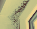Установление причины образования плесени на стенах и потолке